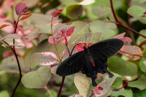 粉红玫瑰蝴蝶 Pachliopta Kotzebuea 美丽的大型燕尾蝶 来自菲律宾的草地和林地 — 图库照片