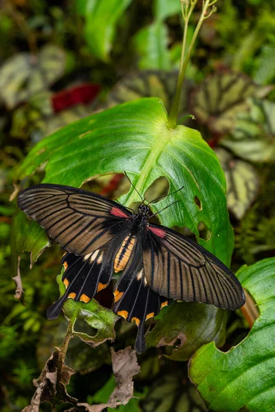 Jaskółkoogonowy Motyl Pachliopta Adamas Piękny Duży Kolorowy Motyl Łąk Lasów — Zdjęcie stockowe