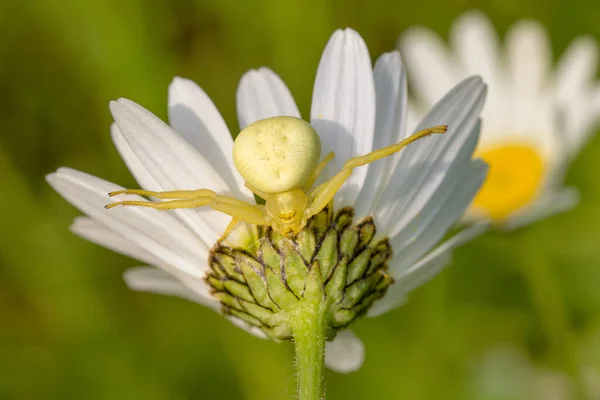 金黄色的螃蟹蜘蛛 美丽的普通蜘蛛 产自欧洲草地和花园 捷克共和国 — 图库照片
