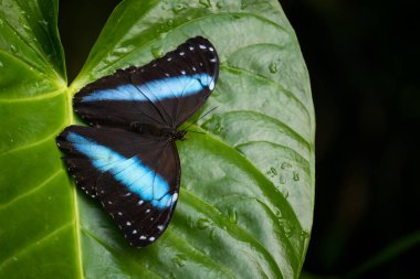 Achilles Morpho - Morpho Achilles, Latin Amerika ormanlarından ve ormanlarından güzel büyük kelebek, Ekvador.