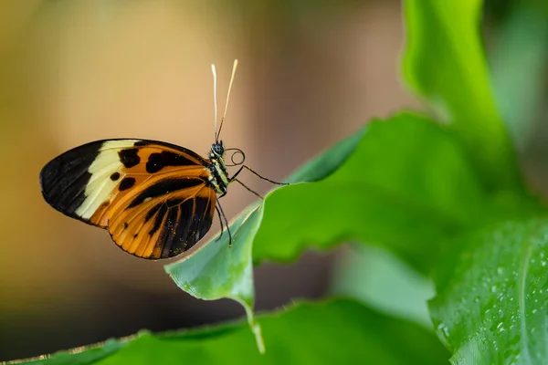 Numata Longwing Helfilius Numata Красивая Оранжевая Бабочка Центральной Южной Америки — стоковое фото