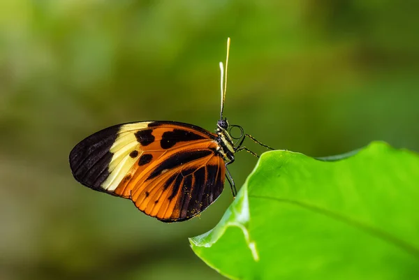 Numata Longwing Heliconius Numata Gyönyörű Narancssárga Pillangó Közép Dél Amerikai — Stock Fotó
