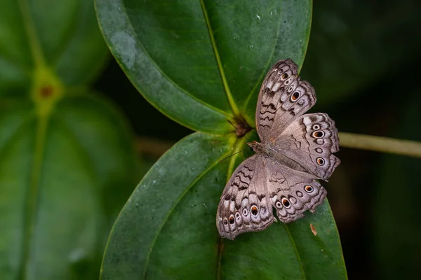 Gray Pansy Butterfly Junonia Atlites Beautiful Brown Grey Butterfly Southeast — Stock Photo, Image