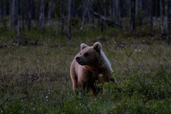 ブラウンベアー ウルスは象徴的な北欧の森 フィンランド ヨーロッパで大きな人気の哺乳動物を弧を描く — ストック写真