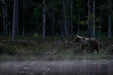 Kahverengi Ayı - Ursus arctos Kuzey Avrupa 'nın ikonik ormanı Finlandiya, Avrupa' da büyük popüler memeli.