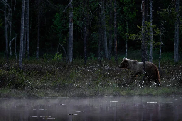 ブラウンベアー ウルスは象徴的な北欧の森 フィンランド ヨーロッパで大きな人気の哺乳動物を弧を描く — ストック写真
