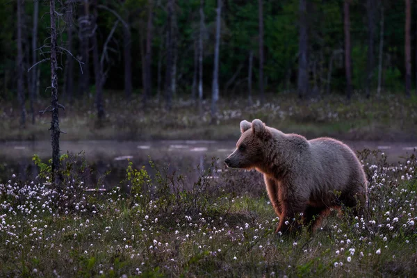 Kahverengi Ayı Ursus Arctos Kuzey Avrupa Nın Ikonik Ormanı Finlandiya — Stok fotoğraf