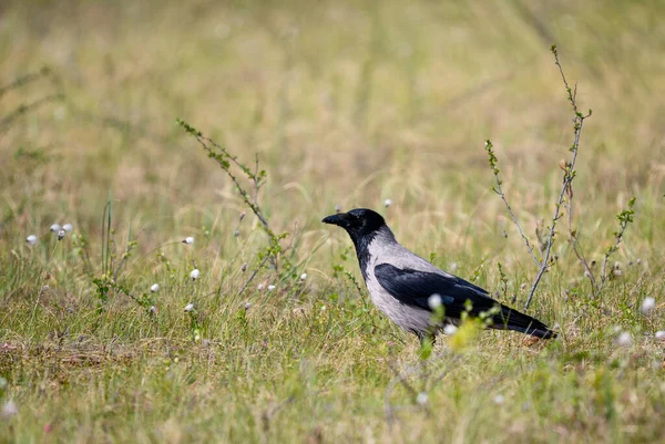 Hooded Crow Corvus Cornix Beatiful Black Gray Crow European Woodlands — Stock Photo, Image