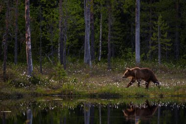 Kahverengi Ayı - Ursus arctos Kuzey Avrupa 'nın ikonik ormanı Finlandiya, Avrupa' da büyük popüler memeli.