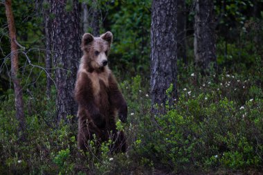 Kahverengi Ayı - Ursus arctos Kuzey Avrupa 'nın ikonik ormanı Finlandiya, Avrupa' da büyük popüler memeli.