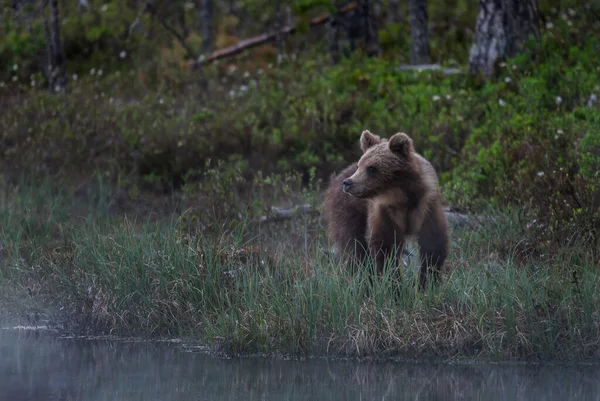 Brown Bear Ursus Arctos Великі Популярні Ссавці Знакових Північноєвропейських Лісах — стокове фото