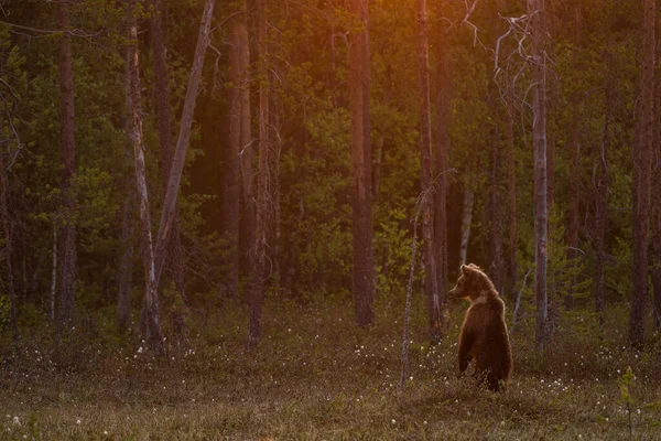 Brown Bear Ursus Arctos Large Popular Mammal Iconic Nordic European — Stock Photo, Image