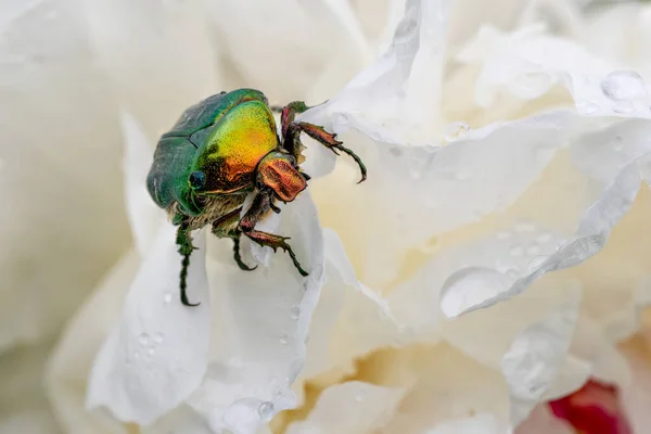 Rose Chafer Beetle Cetonia Aurata Beautiful Metallic Beetle European Meadows — Stock Photo, Image