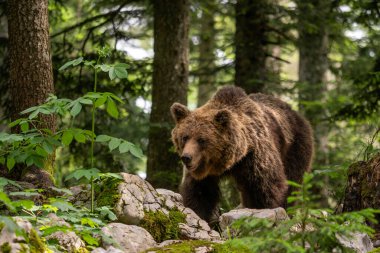 Kahverengi Ayı - Ursus arktos Avrupa ormanları ve dağlarından, Slovenya ve Avrupa 'dan büyük popüler memeliler.