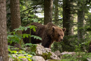 Kahverengi Ayı - Ursus arktos Avrupa ormanları ve dağlarından, Slovenya ve Avrupa 'dan büyük popüler memeliler.