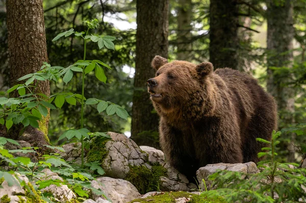 Brown Bear Ursus Arctos Large Popular Mammal European Forests Gounds — стоковое фото