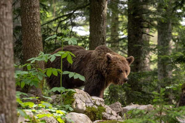 Oso Pardo Ursus Arctos Gran Mamífero Popular Los Bosques Montañas —  Fotos de Stock
