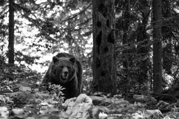 Kahverengi Ayı Ursus Arktos Avrupa Ormanları Dağlarından Slovenya Avrupa Dan — Stok fotoğraf