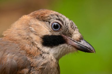 Avrasyalı Jay - Garrulus glandarius, Avrupa ormanları ve ormanlarından tüneyen büyük renkli kuşun portresi, Slovenya.