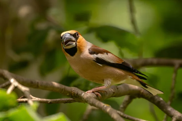 Hawfinch Coccothraustes Coccothraustes Eski Dünya Ormanlarından Güzel Renkli Tüneyen Kuş — Stok fotoğraf