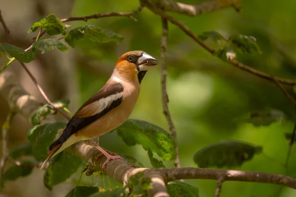 Hawfinch Coccothraustes Coccothraustes Beautiful Colored Perching Bird Old World Forests — Stock Photo, Image