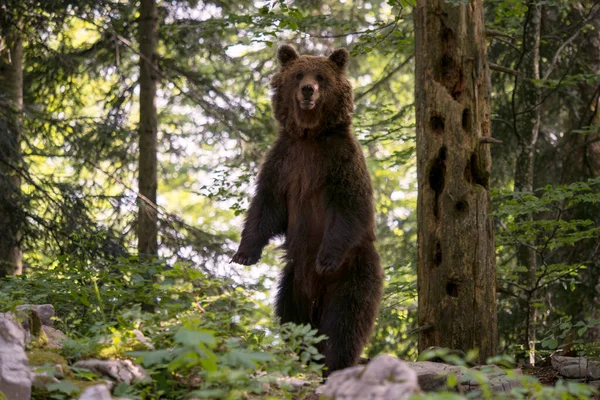 Brown Bear Ursus Arctos Large Popular Mammal European Forests Mountains — Stock Photo, Image