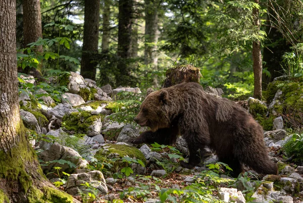 Brown Bear Ursus Arctos Stort Populært Pattedyr Fra Europæiske Skove - Stock-foto