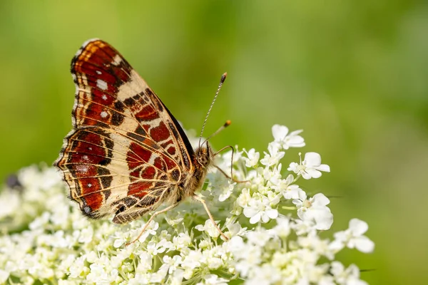Landkarte Schmetterling Araschnia Levana Kleiner Schöner Reisigfußschmetterling Aus Europäischen Wiesen — Stockfoto