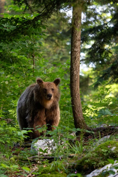 ブラウンベアー ウルスはヨーロッパの森林や山 スロベニア ヨーロッパから大きな人気の哺乳動物を弧を描く — ストック写真