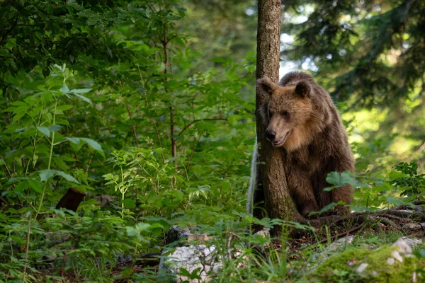 Brown Bear Ursus Arctos Large Popular Mammal European Forests Gounds — стоковое фото
