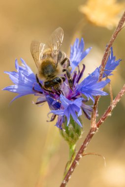 Bal Arısı - Apis mellifera, anakara Afro-Avrasya, Zlin, Çek Cumhuriyeti 'ne özgü yaygın popüler eusosyal uçan böcek.