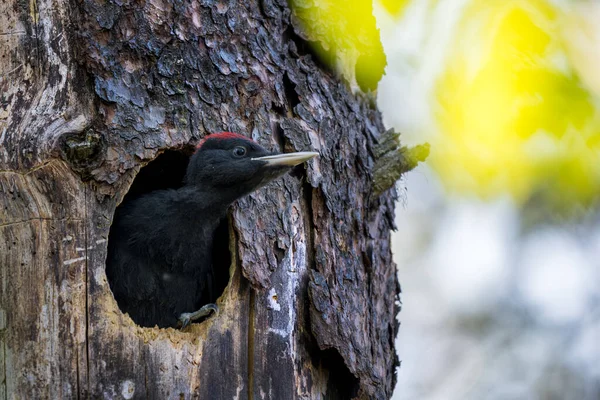 Musta Tikka Dryocopus Martius Muotokuva Kauniista Suosituista Linnuista Euroopan Metsistä — kuvapankkivalokuva