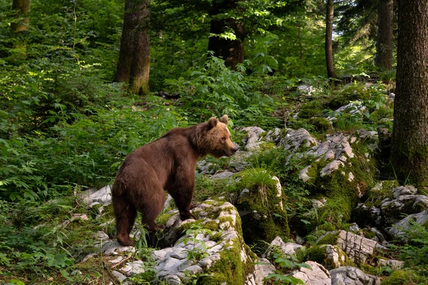 Brown Bear Ursus Arctos Large Popular Mammal European Forests Mountains — Stock Photo, Image