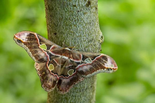 emperor moth - Rothschildia lebeau, large beautiful colored moth from North American forests and woodlands, Mexico.