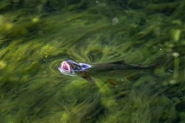 Коричневая Трость Salmo Trhbella Красивая Разноцветная Популярная Речная Рыба Европейских — стоковое фото