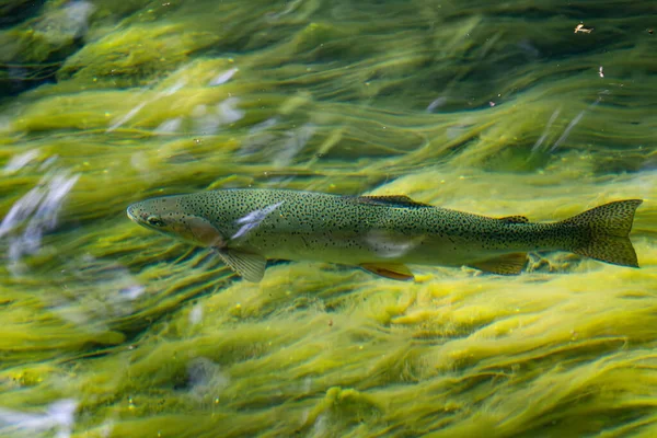 Brown Trout Salmo Trutta Beautiful Colored Popular River Fish European — Stock Photo, Image