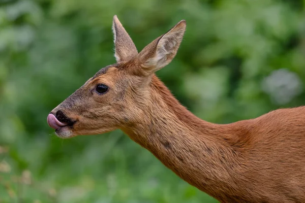 European Roe Deer Capreolus Capreolus Portret Van Gewone Herten Uit — Stockfoto
