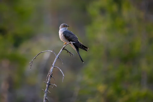 Cuckoo Cuculus Canorus Finlandiya Nın Avrupa Ormanları Ormanlarından Eşsiz Şarkıları — Stok fotoğraf