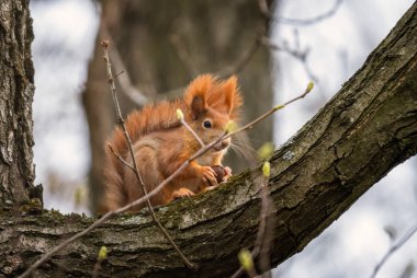 Avrasya Kızıl Sincabı - Sciurus vulgaris, Avrupa bahçelerinden ve ormanlarından güzel popüler küçük memeli, Zlin, Çek Cumhuriyeti.