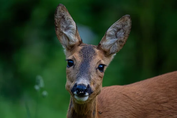 European Roe Deer Capreolus Capreolus Portret Van Gewone Herten Uit — Stockfoto
