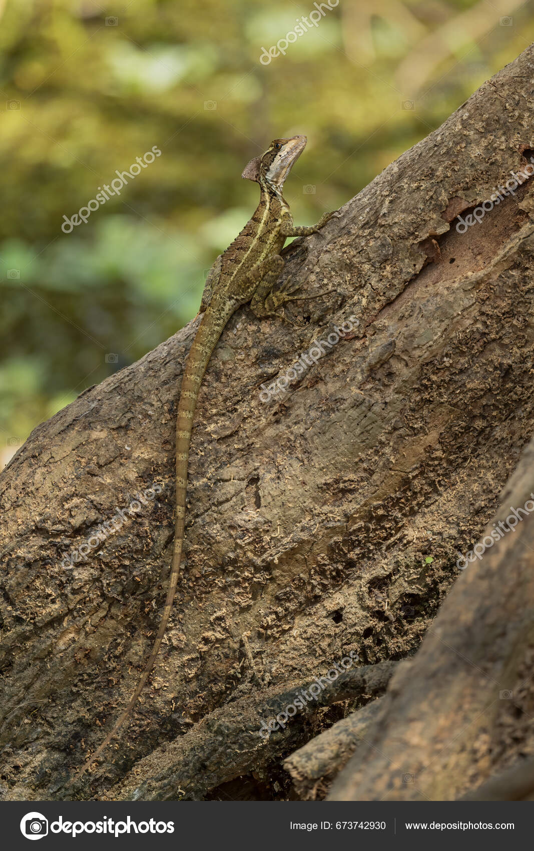 Velkommen til *jungelen! Vel, egentlig tropisk regnskog. Men bare av  nysgjerrighet, har noen besøkt de tropiske regionene i Latin-Amerika,  Afrika sør for Sahara og Sørøst-Asia? Hvordan er de sammenlignet? Er en mer, image size:1067x1700