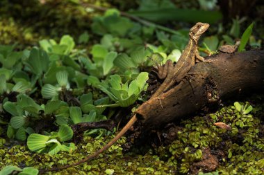 Kahverengi Basilisk - Basiliscus vittatus, Orta Amerika ormanlarından ve sulak alanlardan güzel kahverengi kertenkele, Gamboa, Panama.