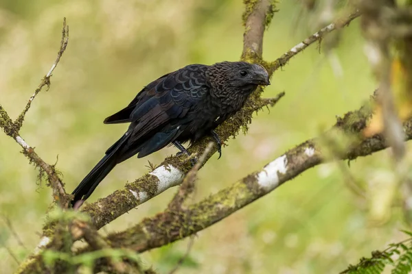 Ani Crotophaga Ani 来自拉丁美洲林地和森林的独特美丽的黑色杜鹃 巴拿马坎布塔尔 — 图库照片