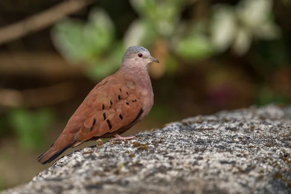 Ruddy Ground Dove Colomina Talpacoti Beautiful Colored Small Dove Latin — стоковое фото