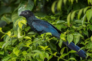 Greater Ani - Crotophaga major, unique beautiful black cuckoo from Latin America woodlands and forests, Gamboa, Panama. clipart