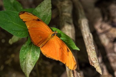 Julia Kelebek - Dryas İulia, Latin Amerika ormanlarından ve ormanlarından güzel bir turuncu fırça kelebeği, Panama.