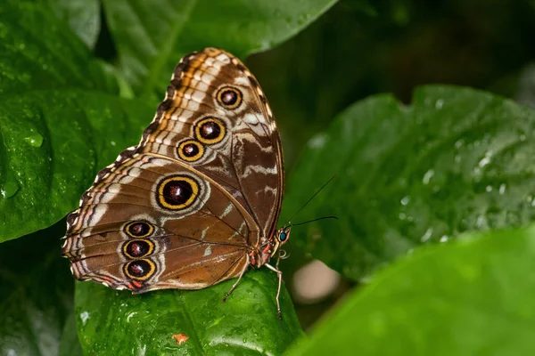 Helenor Morpho Morpho Helenor Beautiful Large Colored Butterfly Latin America — Stock Photo, Image