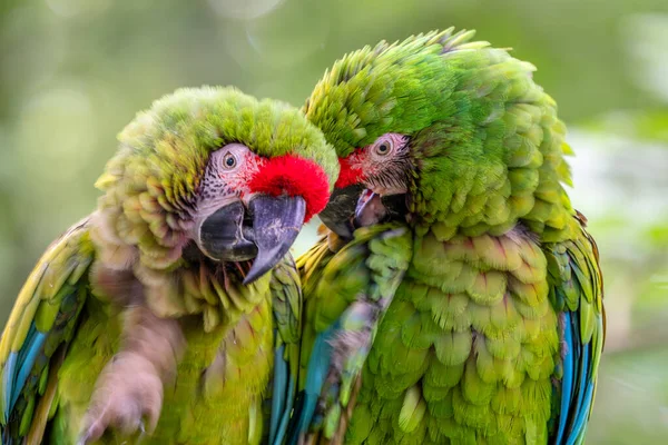 Arara Militar Ara Militaris Grande Papagaio Verde Bonito América Sul — Fotografia de Stock