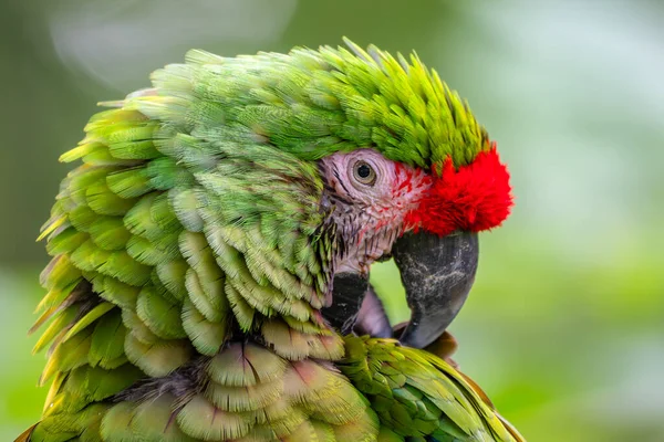 军队Macaw Ara Militaris 大型美丽的绿色鹦鹉 来自南美洲森林 厄瓜多尔 — 图库照片
