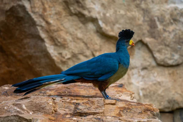 Great Blue Turaco Corythaeola Cristata Vacker Stor Färgad Fågel Från — Stockfoto